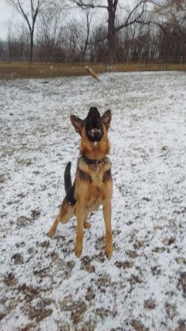I Wanted the Ball!